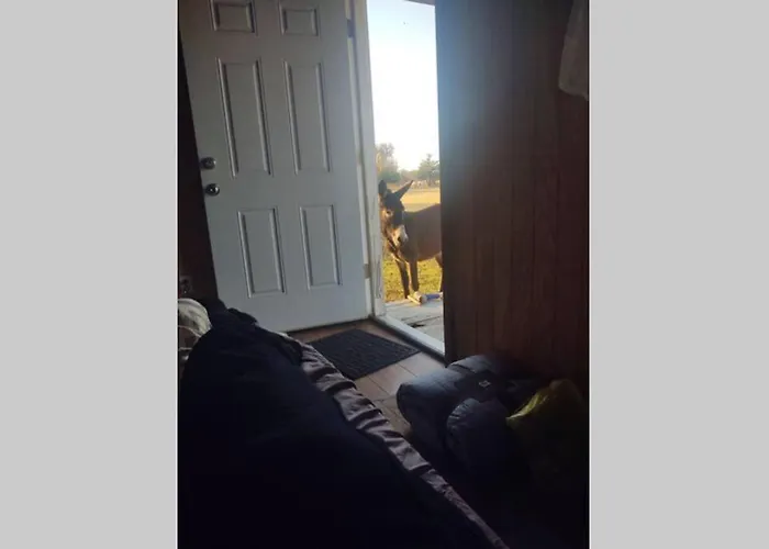 Tiny Cabin At The Donkeyranch