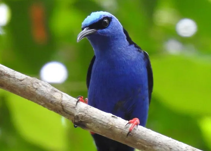 Arua Observacao De Vida Silvestre