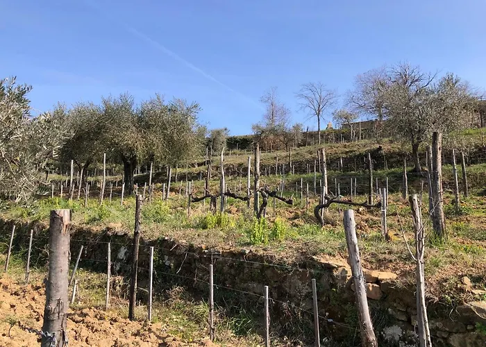 Podere Soccorso Casa Vigneto