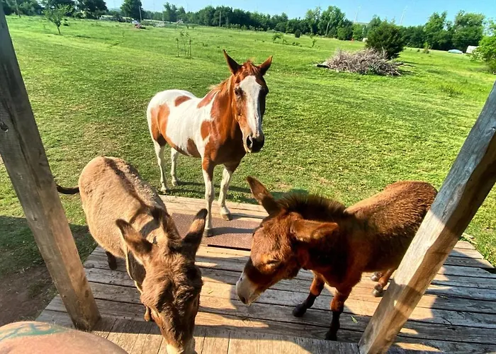 Tiny Cabin At The Donkeyranch