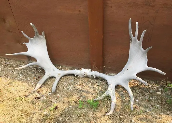 Denali Park Homestead