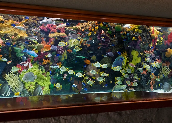 The Mirage