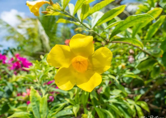 Residence Villas Les Hibiscus