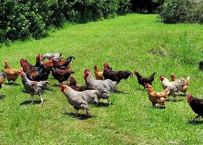 Rerooted Permaculture Farmstay