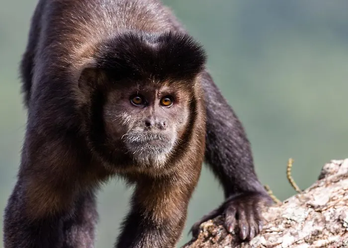 Pequena Suécia