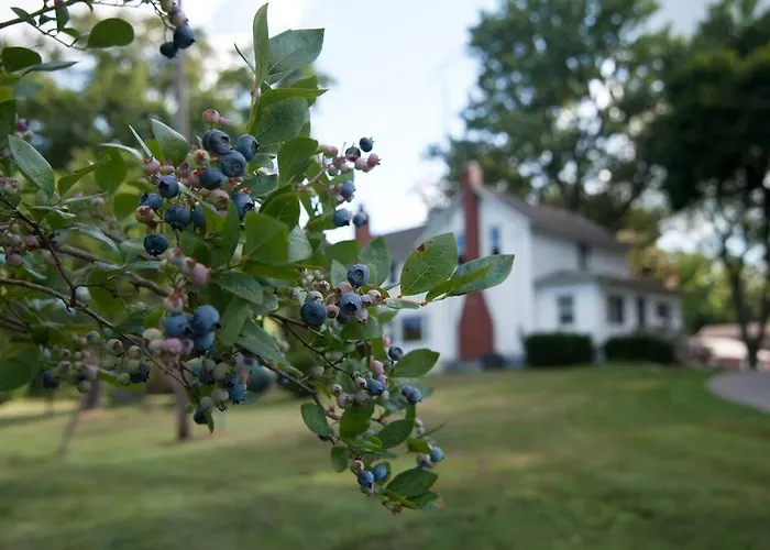 Blue Vieira Cottage