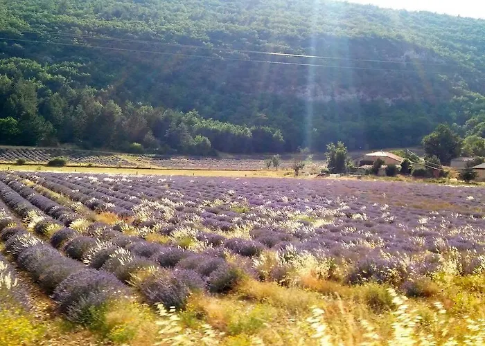 Provence Ventoux Sault