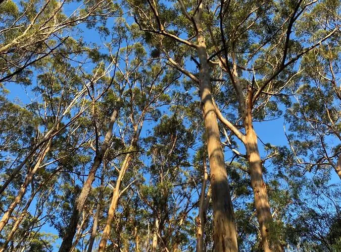 Karri Tree Studio Apartment