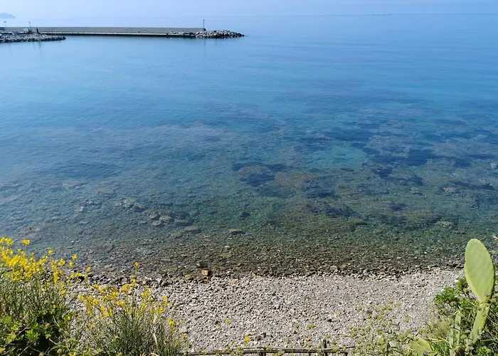 Dominella