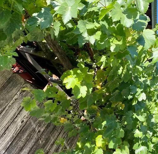 The Shopkeeper'S Cottage ~ Chic!