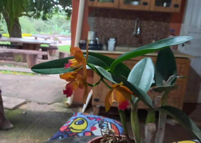 Rancho dos Pássaros Amarelos
