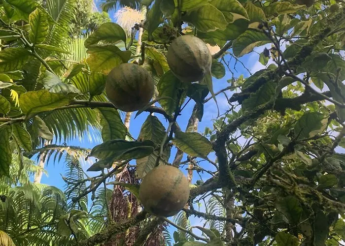Lemon Tree Lanai