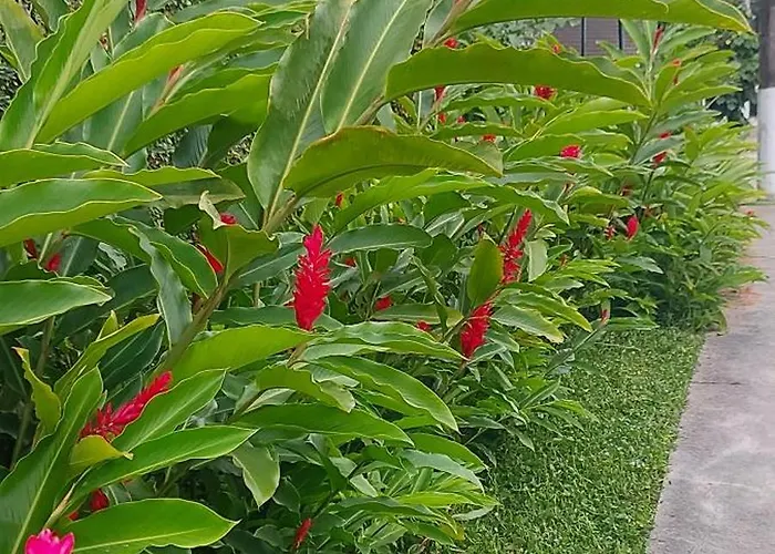 Quintal Da Mata