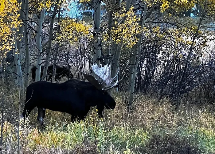 Meandering Moose Apartment Vacation Rental