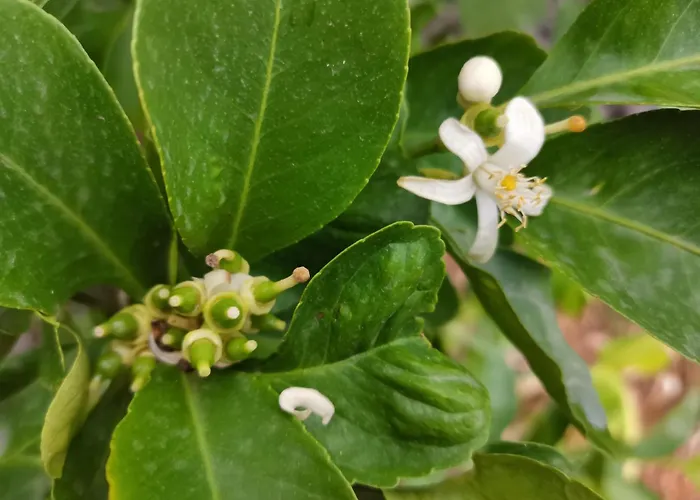 Profumo Di Zagara Acireale