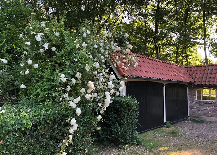 de Zeilende kraay