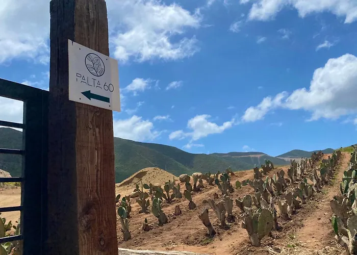 Palta 60 Valle De Guadalupe