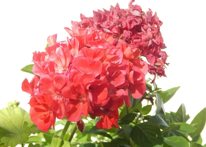 Pervoli