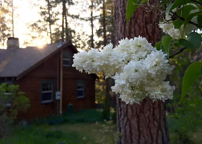 Ahwahnee-Be Vintage Cabin - Walk To Town!