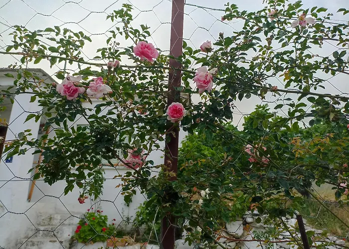 Lotus House