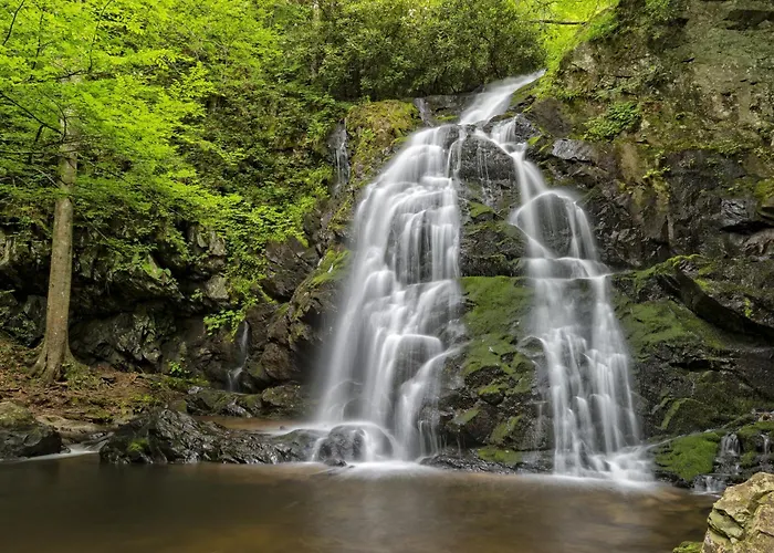 Alpine Joy