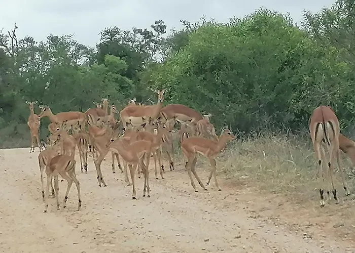 Giraffe Studio @ Kruger