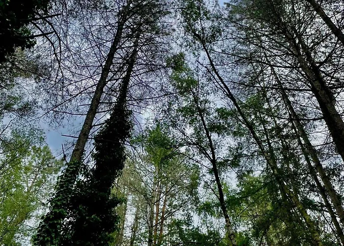 Boshuisje Pinus Sonnevijver Residences