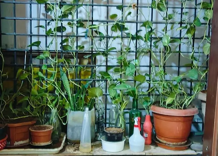 Rani'S Nest