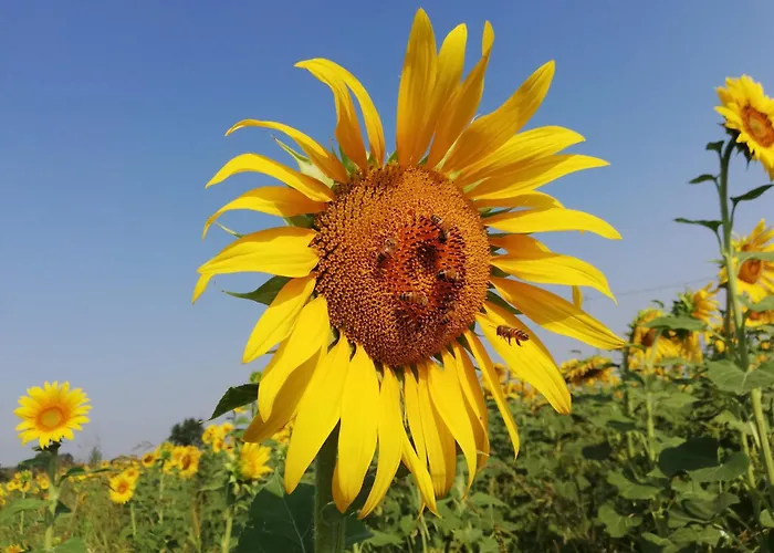Girasole