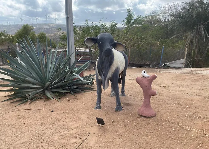 Encanto dos Pássaros