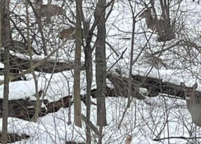 Peaceful Forested 5 Bdrm Near Lake Sleeps Up To 16
