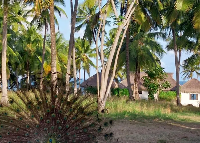 Coco Pontall Bangalôs