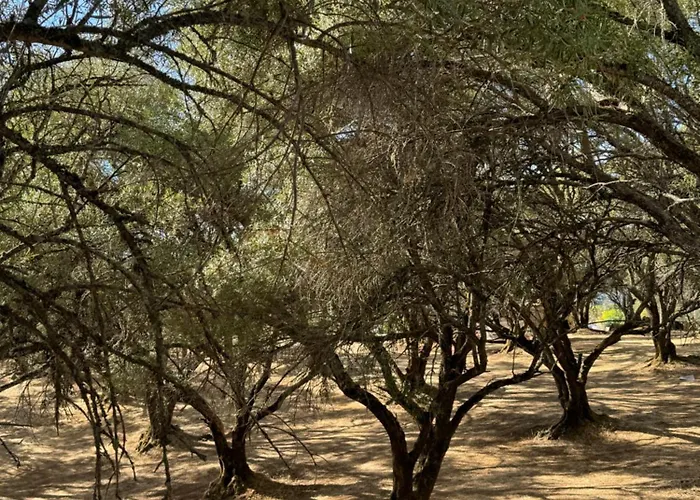 Trees Of Heaven - Olive House