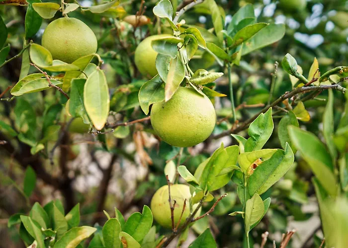 Finca Ecologica Quinta Los Tizones