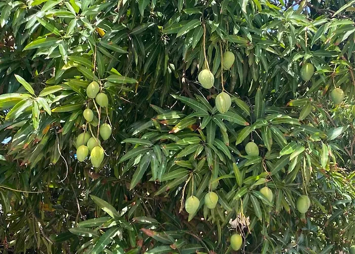 Nirvana Pipa