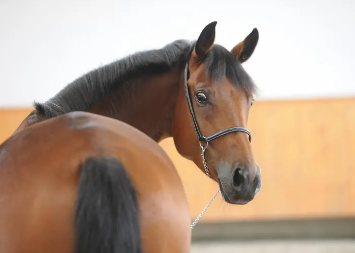 Domaine Equestre De La Chenaie