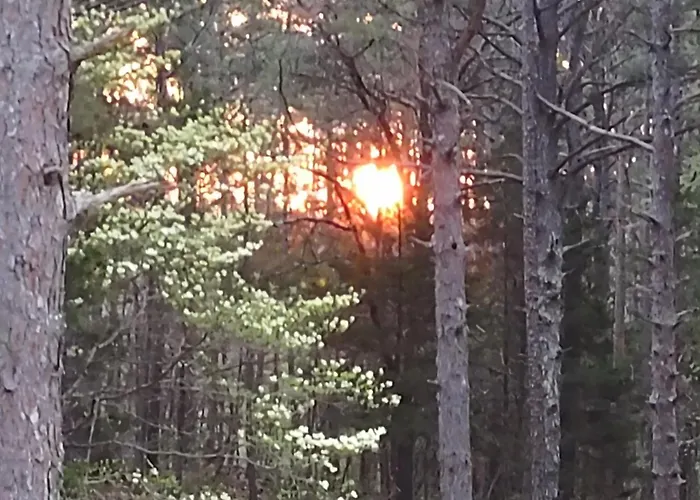 Montauk Pines