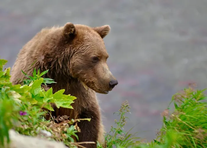 Sneaky Moose Townhome 2Br 2Ba