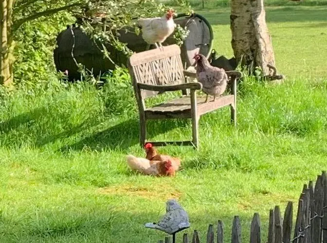 Bed&Breakfast Het Oude Bos