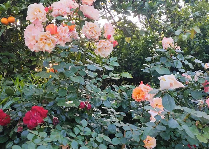 Il Giardino Di Athena 1