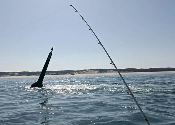 Nid D'Arguin