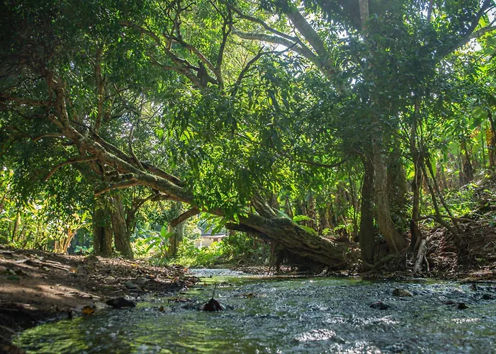 Saíra Recanto de Serra