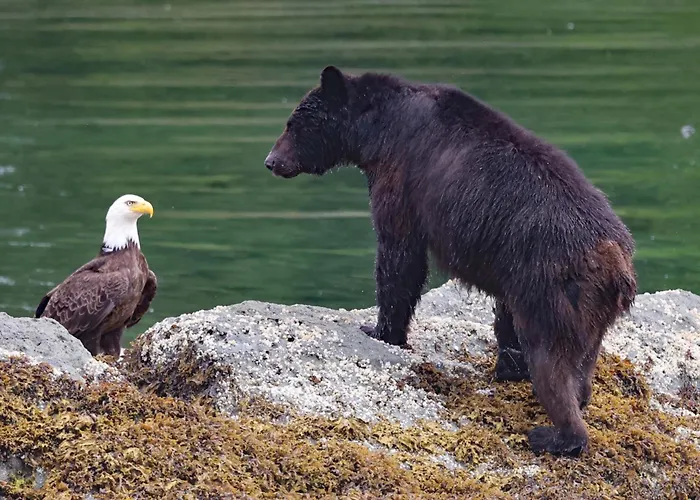 Salmon Return & Wildlife Roam: Ketchikan Getaway!