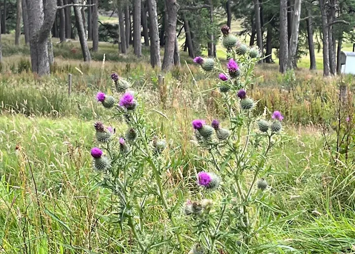 Corriemuckloch Unique Huts