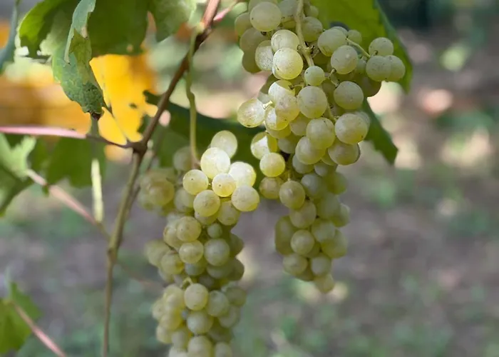 Il Nido Del Gabbiano