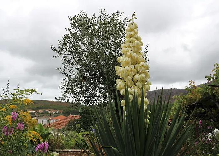 Quintinha D'Arga