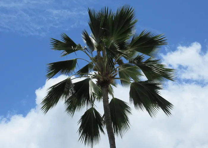 Aloha Vacations
