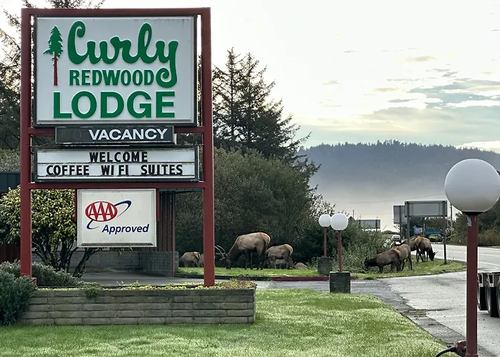 Curly Redwood Lodge