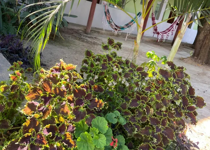 Pousada Tropical