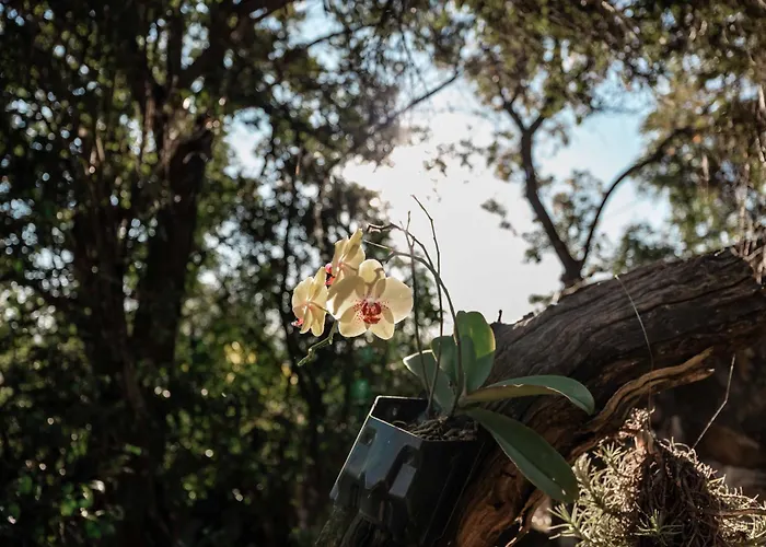 The Green Lizard Guesthouse